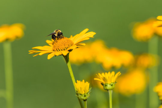 A bee is standing on a beautiful yellow flower