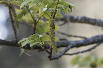 Flower of a Caucasian wingnut  (Pterocarya fraxinifolia)