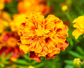 Tagetes erecta L.