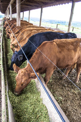 Red angus Cattle in confinement in Brazil