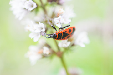 Czerwony owad na kwiatku mięty © Kasia R.