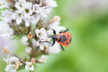 Czerwony owad na kwiatku mięty © Kasia R.
