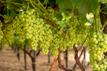 Grapes