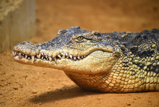 cocodrilo