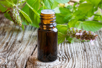 A bottle of tulsi essential oil with fresh tulsi, or holy basil