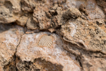 Fossil