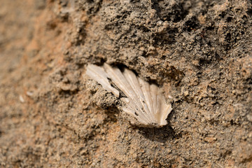 Fossil