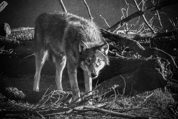 Wolf