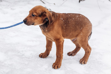 cute little brown puppy with leash walking in snowy cold winter park. adoption concept. save...