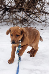 little puppy sitting alone in snowy cold winter park. adoption concept. save animals. space for text. sweet moment. brown doggy with leash