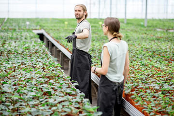 Couple of workers of plant production walking supervising the growing process in the greenhouse