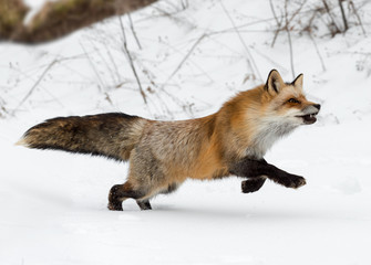 Red Fox (Vulpes vulpes) Runs Right