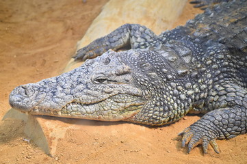 cocodrilo