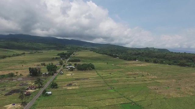 Indonesia rice fields | Aerial shot