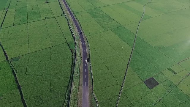 A huge area of rice field | Aerial shot | Tilt reveal
