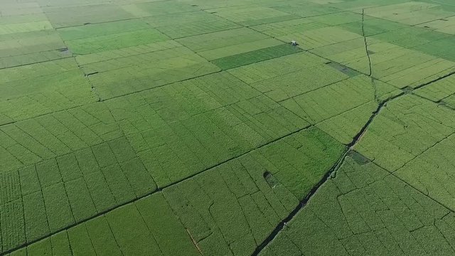 A huge area of rice field | Aerial shot | Panning