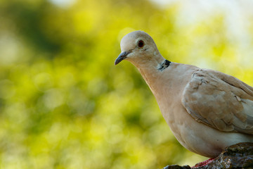 Bird sitting on a rock and turning his head