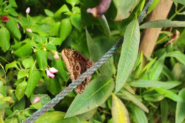 papillon aux ailes repliées et fermées dans une serre en Vendée