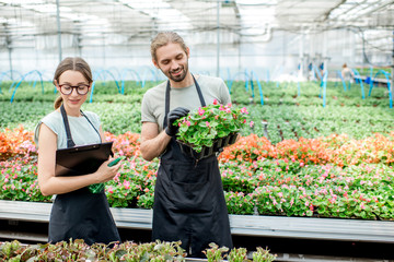 Young couple of workers taking care of flowers in the greenhouse of plant production