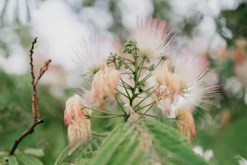 Sandfarbe hell stachelige Blumen am Baum in Spanien am Abend © Roman Tyukin