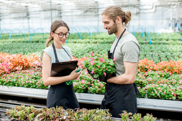 Young couple of workers taking care of flowers in the greenhouse of plant production
