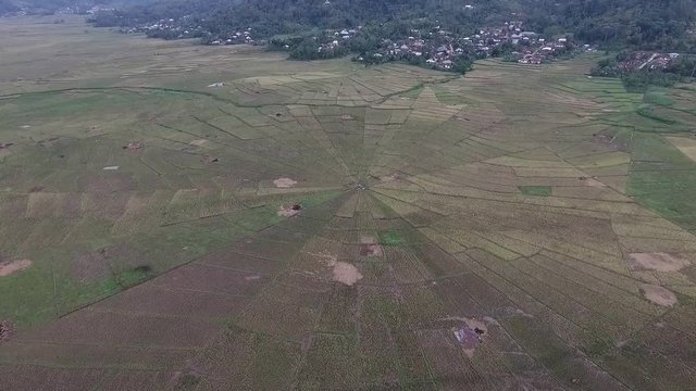 Cancar "The Spiderfield" is the unique rice field in the world | Aerial shot | Fly through