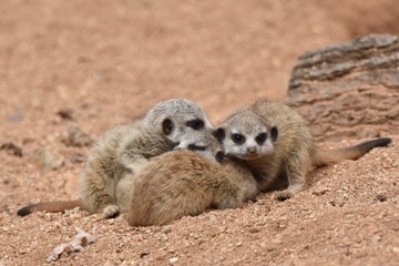 Four cute Meerkat Puppies are looking around