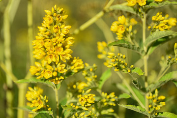 Yellow Field Flower