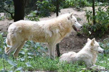 Obraz premium Two white arctic wolves in the forest