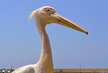 Pink pelican in Paphos Harbour