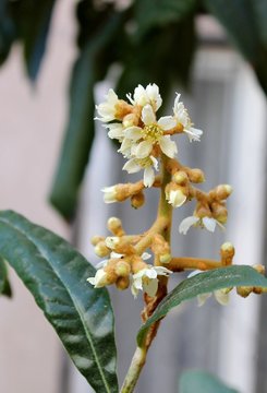 Eriobothria Japanese, Medlar, Lokva, or Shesek flowers