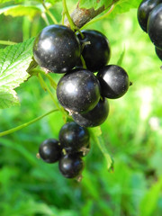 Bunch of black currant on a bush in the garden.