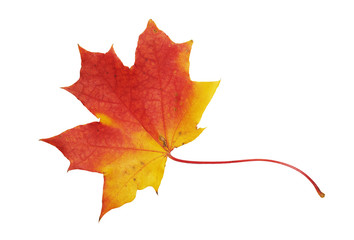 Fototapeta premium Red, yellow maple leaf on white background