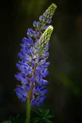 Violet lupines on the field