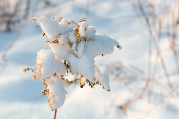 Grass in the snow against the sky. Frost on the grass. Ice crystals on plants.