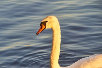 Close up portrait of white swan on the water lake with water surface background