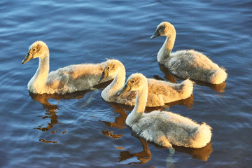 Swan chicks floating on the water at sunset