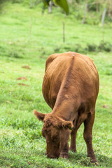 Red angus Cattle