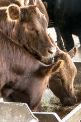 Fototapeta premium Red angus Cattle