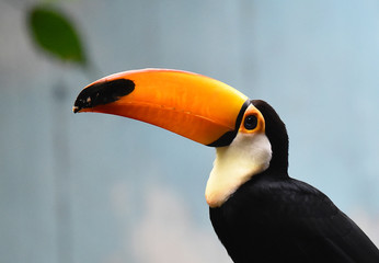 tucan