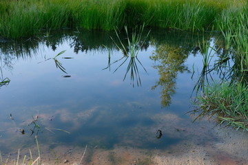 Teich oder Tümpel im Sommer mit Pflanzen