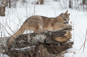 Female Cougar (Puma concolor) Sharpening Claws