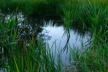 Natur Sumpf Tümpel