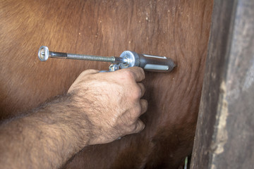 Farmer apply vaccination to cattle.