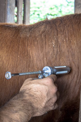 Farmer apply vaccination to cattle.