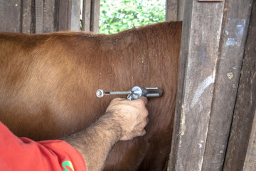 Farmer apply vaccination to cattle.