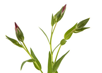 Fototapeta na wymiar Bud of the flower of flax, isolated on white background