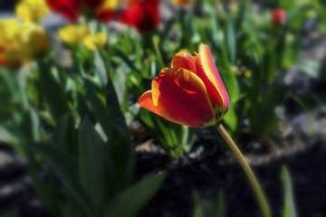 Tulips in Bloom