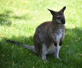 kangaroo
