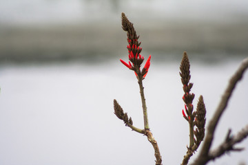 Sao Paulo, Brazil, June 01, 2008. Pollution of Pinheiros river by sewage and trash of city in a rain day